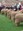 Merino judging Bendigo