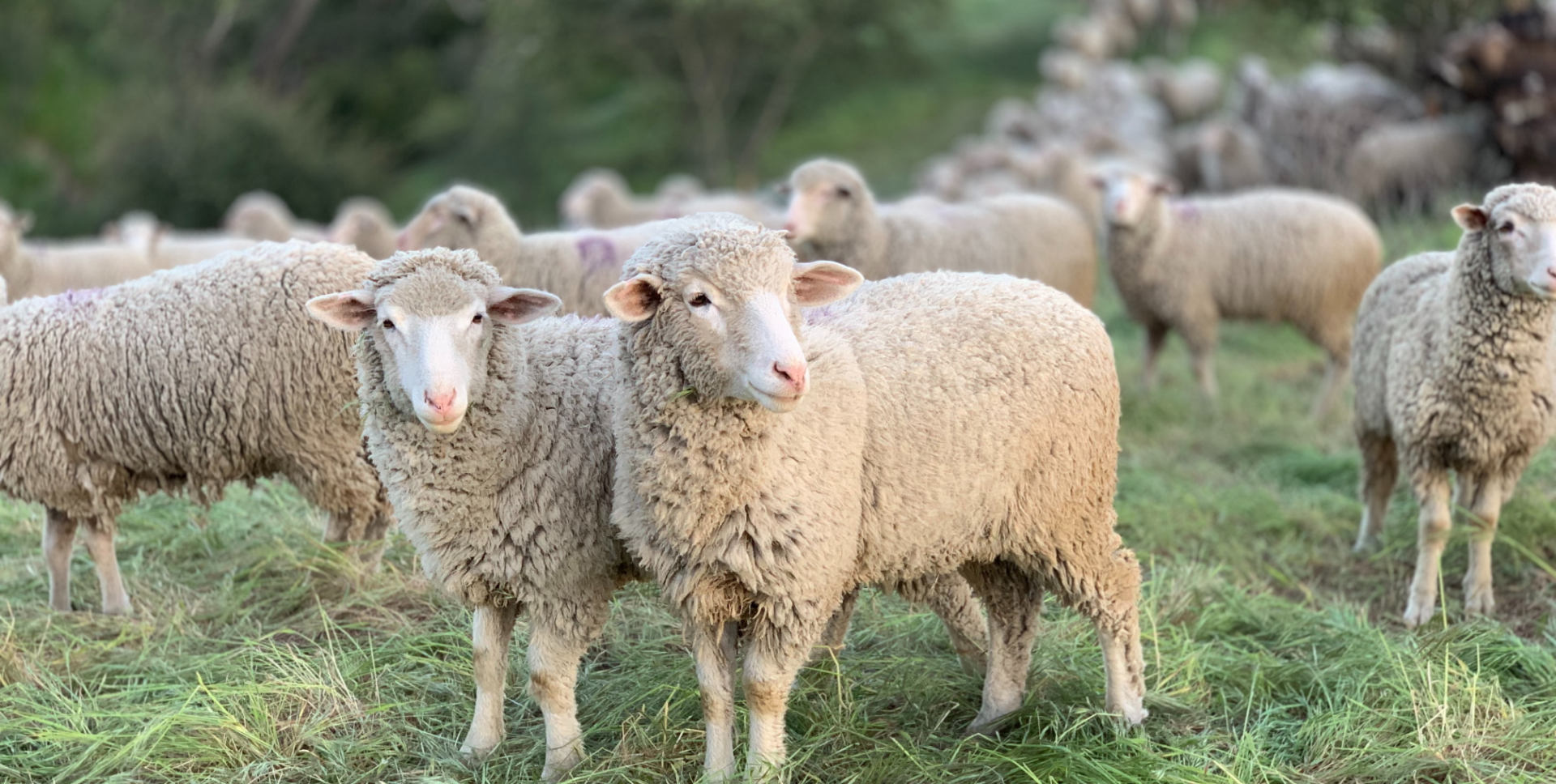 Protect your shorn sheep from the cold to reduce stress and improve profits