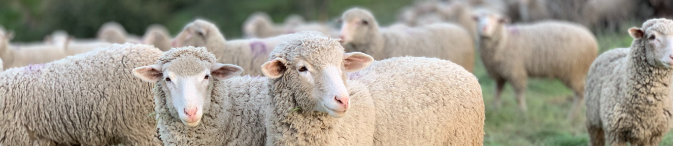 Easy spray application