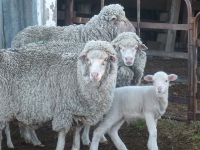 Merino sheep