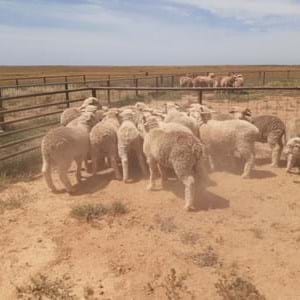 Merino Sheep Association | Australia