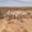 Merino Sheep Association | Australia